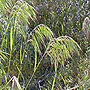 Cheatgrass
