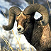 Desert Bighorn Sheep