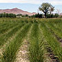Great Basin Wildrye Grass