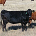 Wagyu Heifer