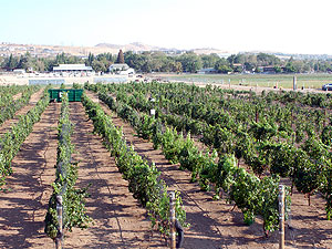 University of Nevada wine vinyard on Valley Road, Reno.
