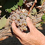Gewurztraminer grapes.