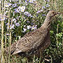 Female Sage Grouse