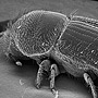 Bark Beetle (Ips typographus)