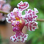 Orchid - Oncidium carthagenese
