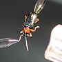 Disecting a bark beetle.