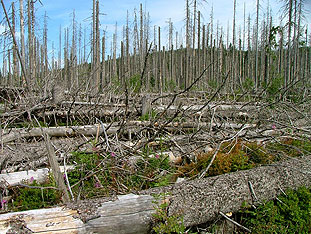 A forest under heavy infestation of bark beetles.