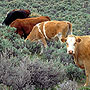 Rangeland Cattle