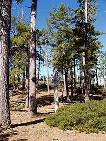 Jeffery Pine Forest in the Sierra Nevadas