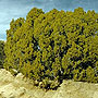 Juniper tree