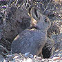 Pygmy Rabbit (Brachylagus Idahoensis) In Nevada