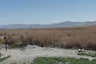A field overtaken by saltcedar in Lovelock, Nevada.