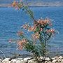 Saltcedar