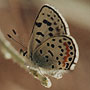 Sand Mountain Blue Butterfly
