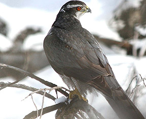 Northern Goshawk