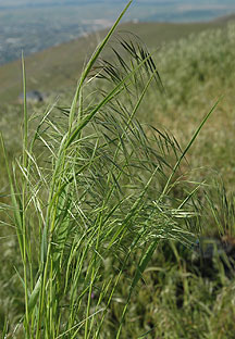 Typical stalk of cheatgrass