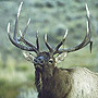 Bull Elk