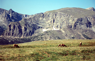 Herd of elk in eastern nevada