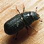 Bark Beetle