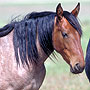 Wild Horse