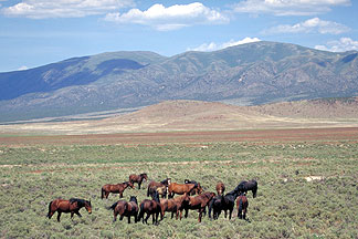 Wild Horses in Eastern Nevada