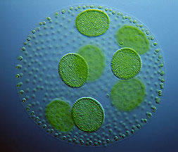 Algae image