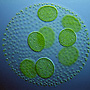 Algae image