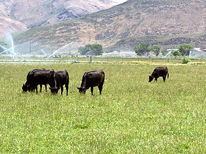 Cattle on grass pasture, Main Station Field Lab, Reno, Nevada