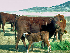 Open range cattle at the Gund Ranch, Nevada