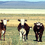 Open range cattle at the Gund Ranch, Nevada