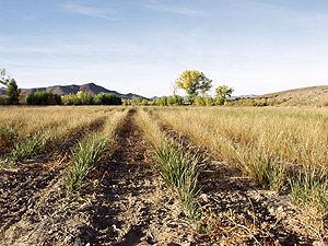 Seed trials at the Newlands Center, Fallon, Nevada