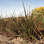 Clump of Great Basin Wild Rye Grass
