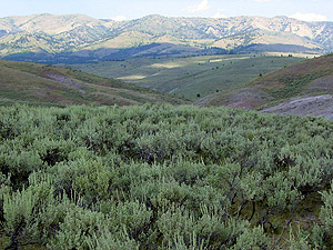 Typical view of the Great Basin, covered in sage brush.
