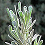 Closeup of sage brush