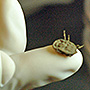 Argasid tick (Ornithodoros coriaceus) or Soft Ticks