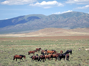 Herd of wild horses East of Reno, Nevada.