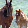 Wild horses, Reno, Nevada.