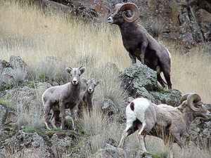 Herd of Big Horn Sheep just north of Elko, Nevada