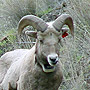 Collard animal used in tracking herd movement.