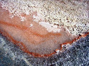 Dunaliella salina, a salt-loving, pink, micro-algae