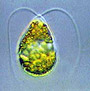 Dunaliella salina, a microscopic algae.