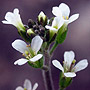 Flower of the Mouse-ear Cress