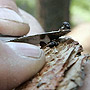 Bark beetles pearched on the tip of pocket knife blade.
