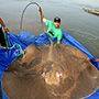 Zeb Hogan with giant freshwater ray