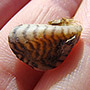 Adult Quagga Mussel