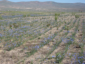 Field in East Humboldt County, Nevada