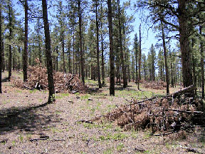 Slash piles ready for burning