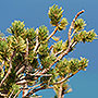 Pine trees of Tahoe