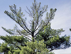 White pine tree with crown damage