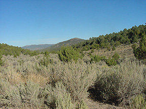 Pinon-Juniper dominated landscape.